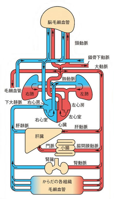 循環器系の仕組み