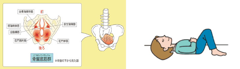 骨盤底筋群