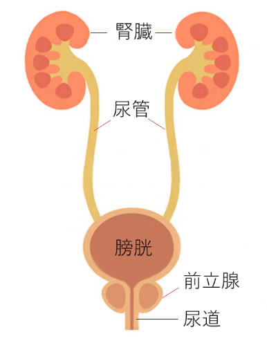 泌尿器系の仕組み